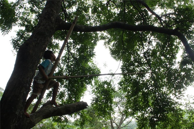 an giang: dan bay nui trong thi xen cay an trai, thu 200.000 d/ngay hinh anh 2