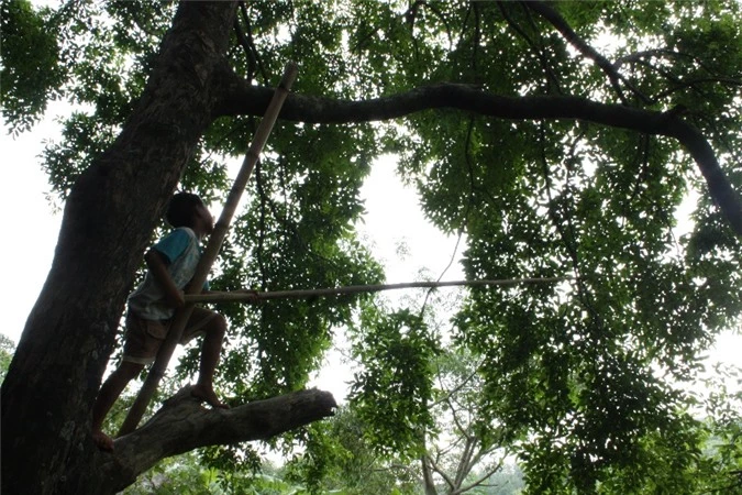 an giang: dan bay nui trong thi xen cay an trai, thu 200.000 d/ngay hinh anh 2