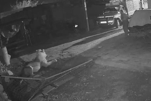 ‘Lạnh gáy’ trước cảnh người đàn ông liều mạng cầm gậy đuổi đánh sư tử cứu gia súc