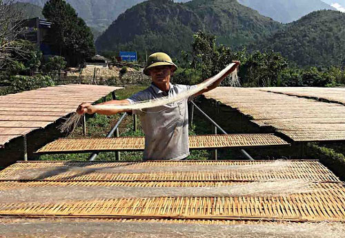 Cao Bằng: Giảm nghèo từ miến dong