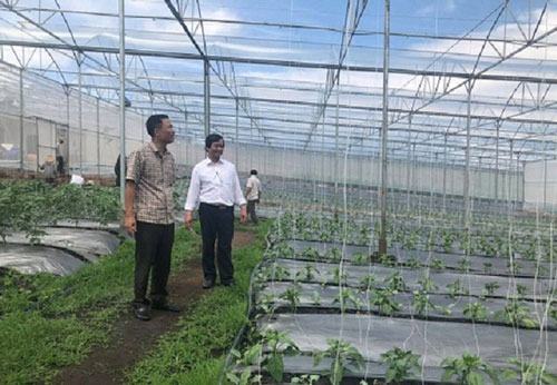 Lâm Đồng: HTX là kim chỉ đỏ giúp người dân giảm nghèo bền vững