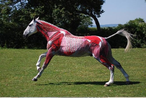 Ngạc nhiên với nghệ thuật xăm mình cho lợn, tô màu cho voi