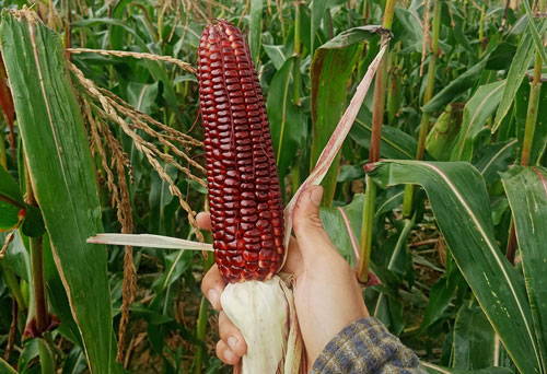 An Giang: Kỹ sư xây dựng về quê trồng bắp đỏ, bẻ ăn ngay tại ruộng