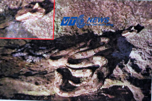 Những bộ xương bí ẩn và rắn có mào ở Tràng An (Phần 3)