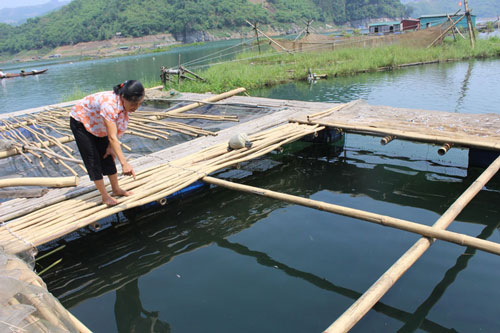 Nuôi cá lồng hồ Hòa Bình - hướng phát triển bền vững