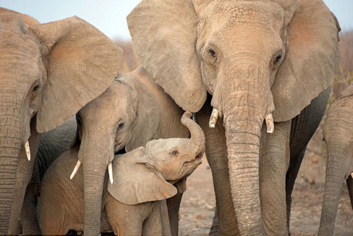 "Chết lịm" khoảnh khắc voi con âu yếm mẹ