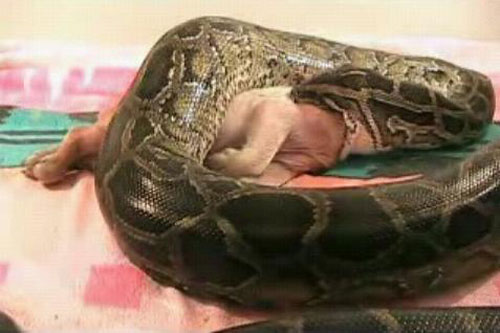 Khiếp hồn khiếp vía loạt "quái vật" xuất hiện gây xôn xao đất Việt