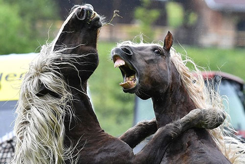 Rùng mình cảnh chọi ngựa tàn khốc trên dãy Alps