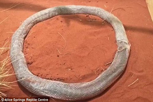 CLIP: Kỳ dị cảnh trăn tự mắc kẹt trong lớp da lột