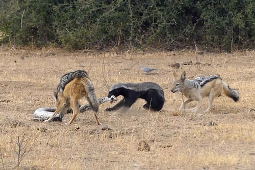 Chó hoang ‘hợp tác’ với lửng mật hạ sát trăn ‘khủng’