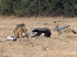 Chó hoang ‘hợp tác’ với lửng mật hạ sát trăn ‘khủng’