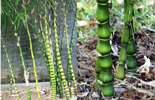 5 loại cây trồng trước nhà hút may mắn, mang tài lộc tới