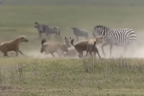 CLIP: Đàn ngựa vằn đại chiến bầy linh cẩu và cái kết bất ngờ