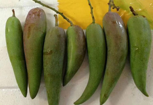 Tận mục quả xoài nhìn xa ngỡ trái ớt, hạt nhỏ như que tăm gây "sốt"