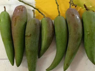 Tận mục quả xoài nhìn xa ngỡ trái ớt, hạt nhỏ như que tăm gây "sốt"