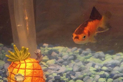 Lạ lùng chú cá vàng nổi tiếng vì giống trùm phát xít Hitler