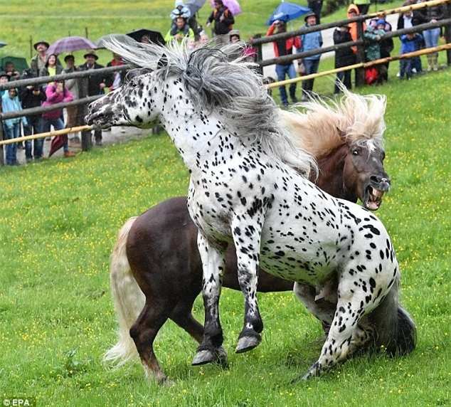 Rung minh canh choi ngua tan khoc tren day Alps-Hinh-4