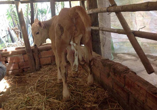 Top chuyện lạ độc ở Việt Nam gây tò mò nhất 2019