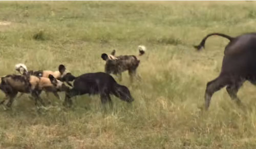 CLIP: Trâu rừng bất lực nhìn nghé con chết thảm trong vòng vây đàn chó hoang