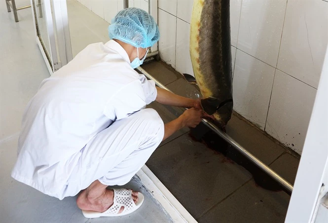 Ngành cá nước lạnh Lâm Đồng hướng đến phát triển quy mô lớn, chất lượng cao.  