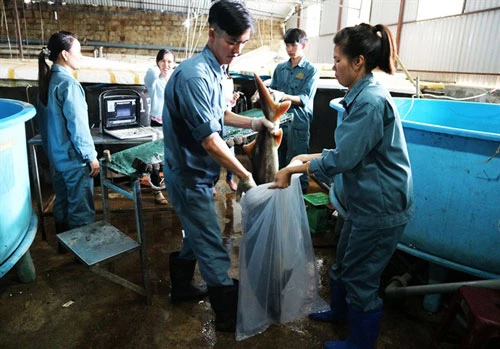 Lâm Đồng có khí hậu mát lạnh quanh năm, nguồn nước sạch sẽ nên người dân dễ phát triển nghề nuôi cá tầm, cá hồi.