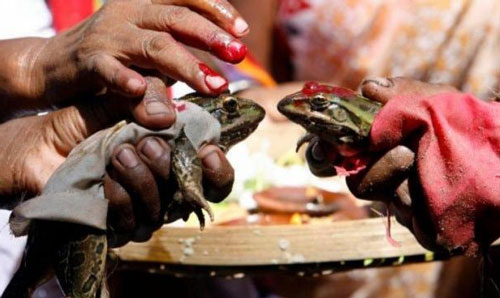 Cặp cóc ‘kết hôn’ để cầu mưa, hai tháng sau bị ép ‘li hôn’ vì mưa quá nhiều