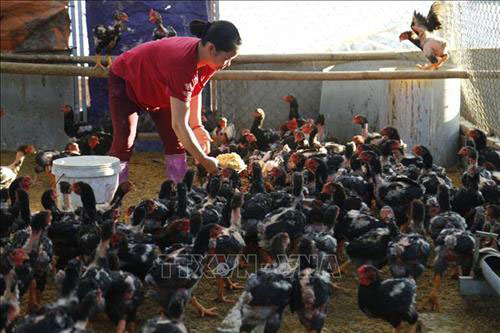 Tuyên Quang: Gà đỏ Đồng Dầy – Thương hiệu làm giàu của xã An Khang