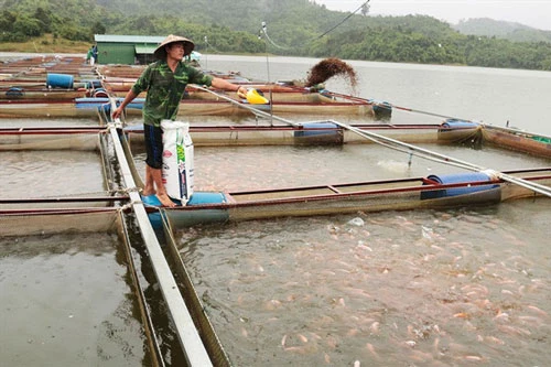 Những năm gần đây, nhiều gia đình ở huyện Cát Tiên, Lâm Đồng trở nên giàu có nhờ nghề nuôi cá.