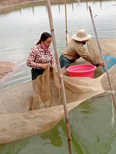 Nghề nuôi cá giống đang giúp nhiều hộ dân ở huyện Phú Thiện giàu lên.