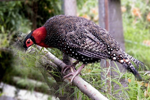 Gà lôi Tây Á có tên khoa học là Tragopan melanocephalus. Loài chim này có kích thước từ 50cm - 60cm đối với con đực và từ 48cm - 50cm đối với con cái. Ảnh: thegioidongvat.