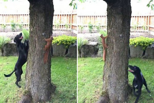 Ngộ nghĩnh cảnh chó chơi đuổi bắt với sóc