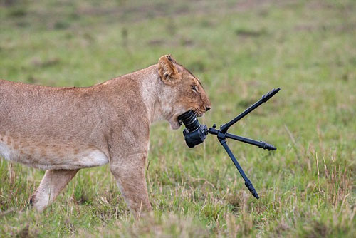 Khiếp đảm sư tử cái "nhai nát" máy ảnh nhiếp ảnh gia