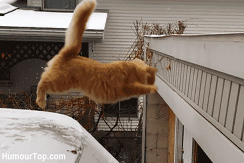 Ảnh động thú vị: Những pha hành động khiến mèo "ê mặt"