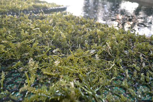 Quảng Ngãi: Nuôi thành công rong nho Nhật Bản tại Lý Sơn