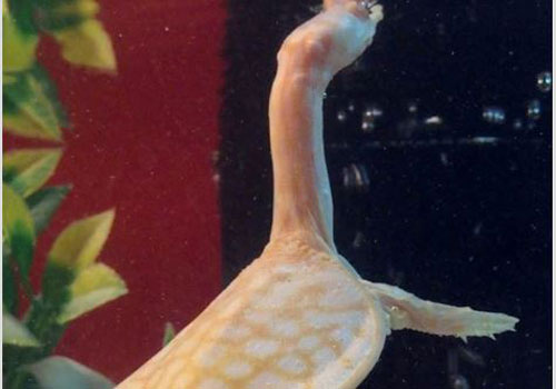 Sửng sốt "quái" rùa dị dạng giống hệt khủng long