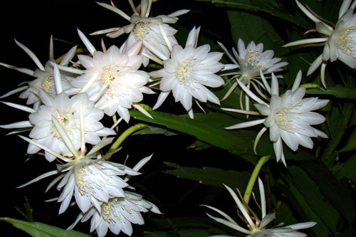 Top 10 loài hoa nở về đêm đẹp nhất trên thế giới