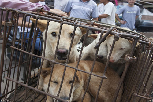 Ám ảnh đôi mắt những chú chó trước cái chết thảm khốc