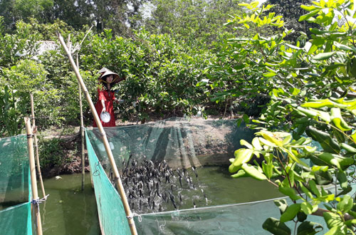 Đến Cần Thơ, thăm nơi cá lóc biết bay, không túi nylon, vắng xe máy