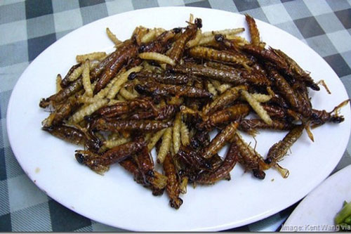 “Hết hồn” những món đặc sản của Indonesia vừa hấp dẫn vừa đáng sợ