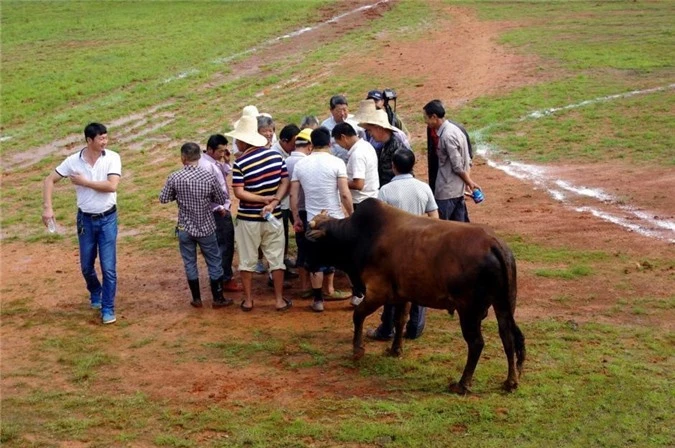 Kinh hoàng cảnh đấu bò man rợ ở Trung Quốc - Hình 2 Kinh hoang canh dau bo man ro o Trung Quoc-Hinh-2