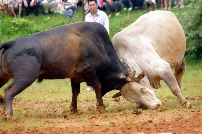 Kinh hoàng cảnh đấu bò man rợ ở Trung Quốc - Hình 5 Kinh hoang canh dau bo man ro o Trung Quoc-Hinh-5