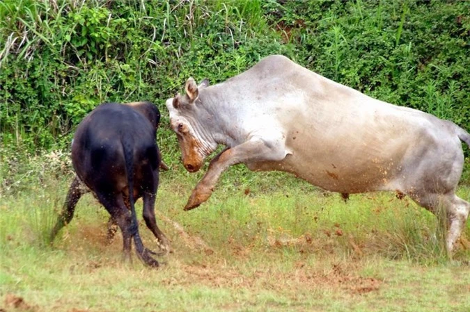 Kinh hoàng cảnh đấu bò man rợ ở Trung Quốc - Hình 6 Kinh hoang canh dau bo man ro o Trung Quoc-Hinh-6
