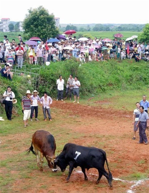 Kinh hoàng cảnh đấu bò man rợ ở Trung Quốc - Hình 8 Kinh hoang canh dau bo man ro o Trung Quoc-Hinh-8