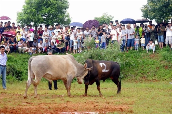 Kinh hoàng cảnh đấu bò man rợ ở Trung Quốc - Hình 9 Kinh hoang canh dau bo man ro o Trung Quoc-Hinh-9