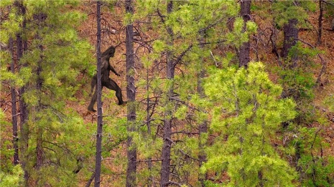 Loi giai qua choang ve su ton tai cua quai vat Bigfoot-Hinh-8