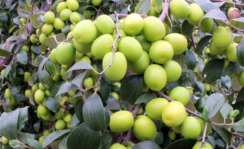 Loại quả giòn tan, nhiều vitamin gấp 10 lần cam, quýt đang vào mùa