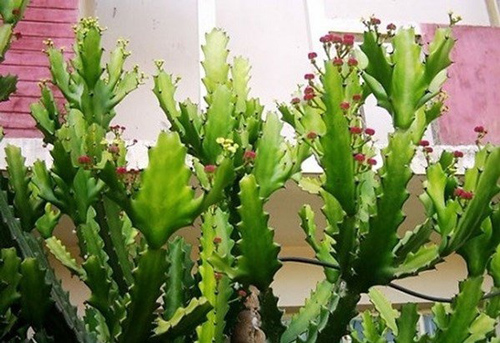 5 loại cây tuyệt đối không trồng trước nhà tháng cuối năm, có phải chặt ngay mới tốt