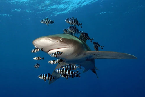 Hình ảnh động vật ấn tượng ghi cảnh cá mập vây trắng bơi cùng đàn cá nhỏ gần rạn san hô Daedalus, Ai Cập. (Nguồn Guardian)