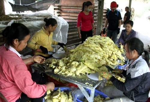 Yên Bái: HTX tạo công ăn việc làm, góp phần xóa đói giảm nghèo