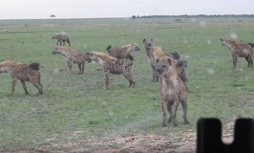 CLIP: 2 đàn linh cẩu đại chiến giành địa bàn